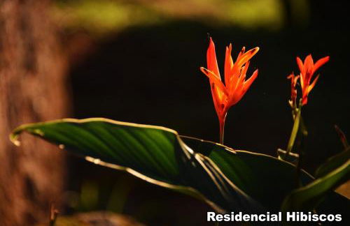 Residencial Hibiscos - Vista Mar - Foto 58