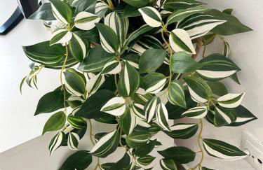 Casa Pura Vida - Photo 64