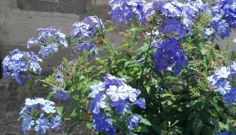 Palazzetto Bentivoglio - Foto 3