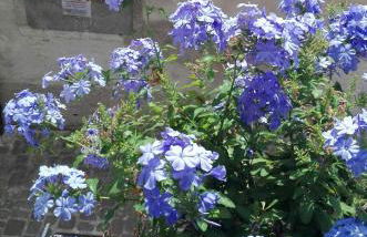 Palazzetto Bentivoglio - Foto 3