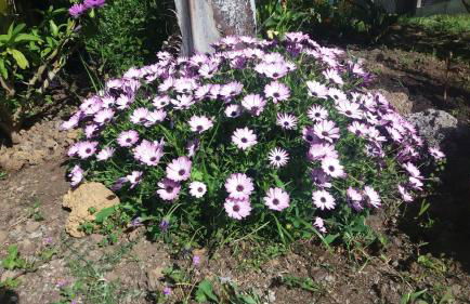 Finca las Palmeras - Foto 42