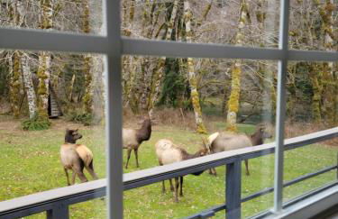 A Relaxing Getaway-A Backwoods Cabin SolDuc River - Foto 9