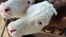 Refuge des Vues Alpines Isola 2000 - Foto 5