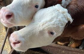 Refuge des Vues Alpines Isola 2000 - Photo 5