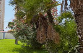 Atlantico Flamingo - Photo 35