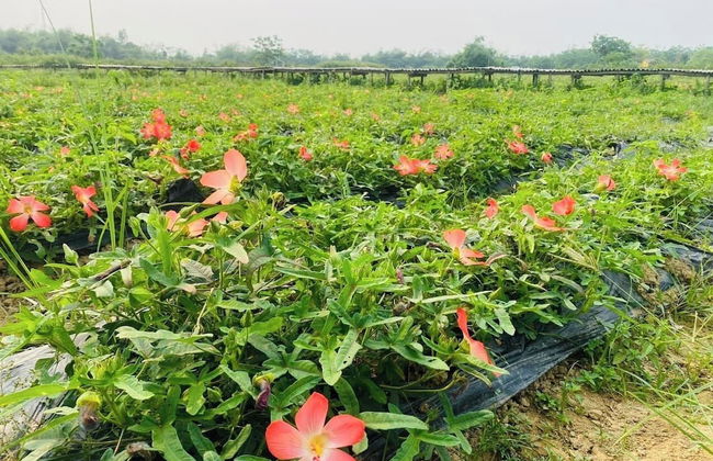 Thanh Chiem Village - Foto 6