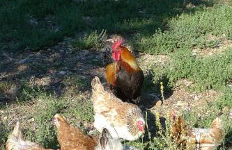 Apartments Smolica - Foto 51