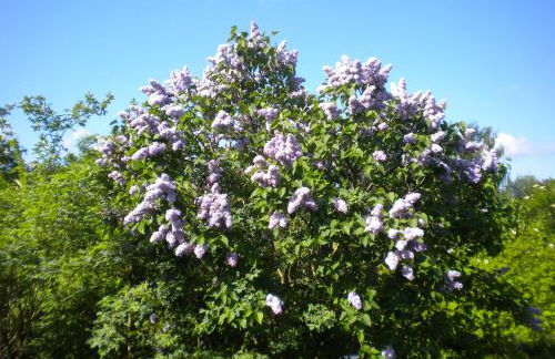 Ferienwohnung "Eifelstueffje" - Foto 79