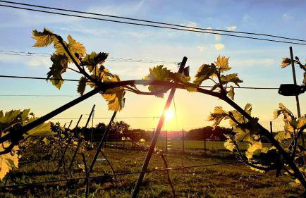 Winnica NOVI - apartamenty - Photo 13