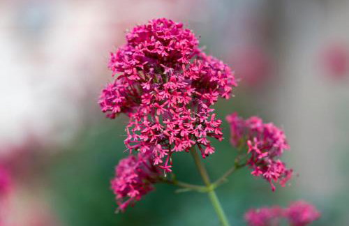 Kuća za odmor Divna MaTi - Foto 38