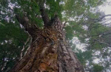 Casa do Cedro - Foto 21