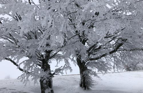 Schwarzwaldhimmel - Foto 29