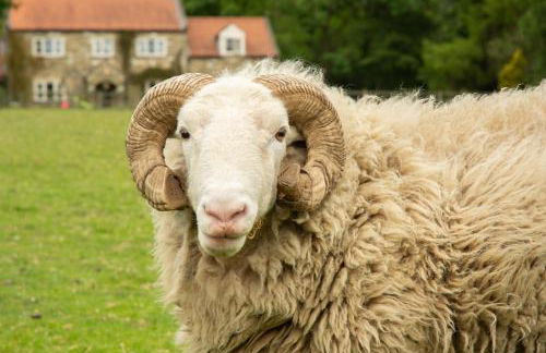 Rawcliffe House Farm Studios, Peaceful North York Moors Retreat - Foto 12