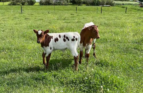 Pine Grove Scenic View Unforgettable Love Getaway - Foto 1