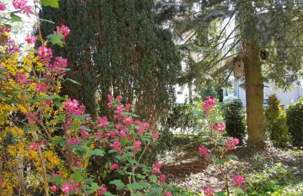 Ferienhaus Sanssouci - Foto 3