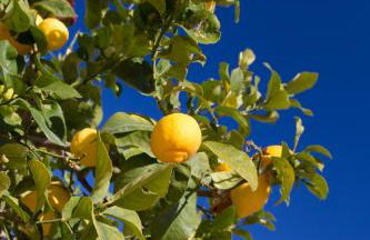 Porta Sugli Ulivi - Foto 26