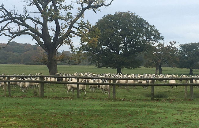 Private Entry Double Bedroom With Beautiful Views! - Foto 11