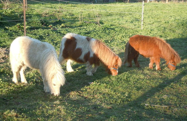 Whispering Spirit Holiday Cottages - Foto 9