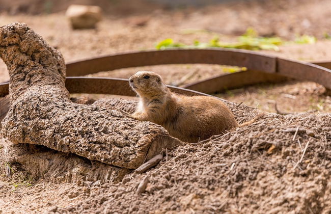 Natura Fun House & Camping - Foto 41