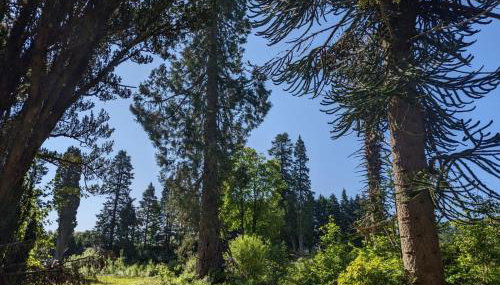 The Ardennes 66 - Foto 3