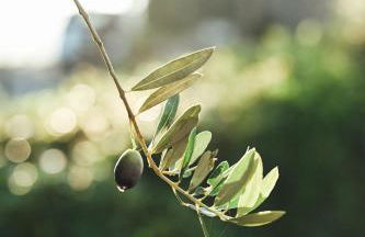 Agriturismo La Terrazza sul Mangia - Foto 76