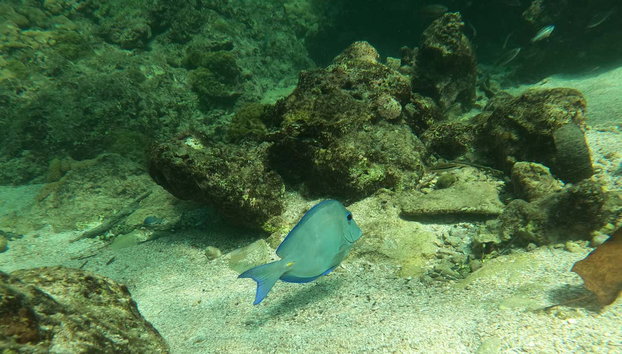 Snorkel en Barú - Foto 4, Un pez nadando entre arrecifes