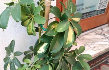 casettafagagna - Photo 17