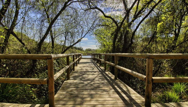 Doñana National Park 4x4 Tour - Photo 3