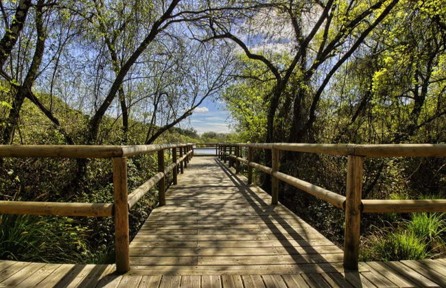 Doñana National Park 4x4 Tour - Photo 3