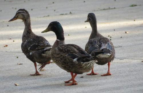 Cajun-Get Away - Foto 30