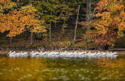 Gorgeous Tiny House with Indoor and Outdoor Lounging Space in Alabama - Foto 63