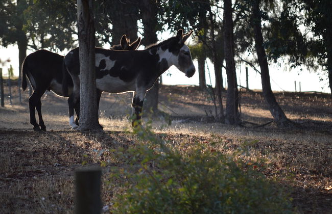 Diamond Forest Farm Stay - Foto 27