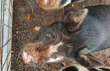 Pentwyn Cottage, Bwlch Brecon - Photo 8