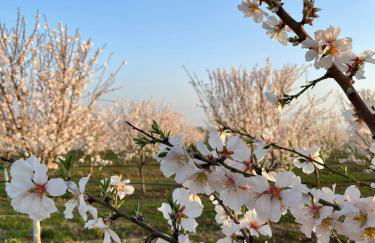 Tenuta Saracone - Foto 61