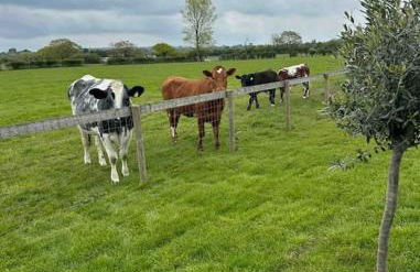 Nestledstays - The Barn House With Hot Tub - Foto 23