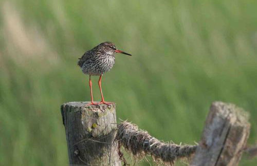 Ferienhaus Nordstrand Whg 4 - Foto 38