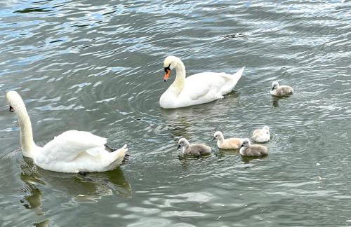 Modern-gemütliche Wohnung, ganz neu, in Neuenheim, Heidelberg - Foto 17