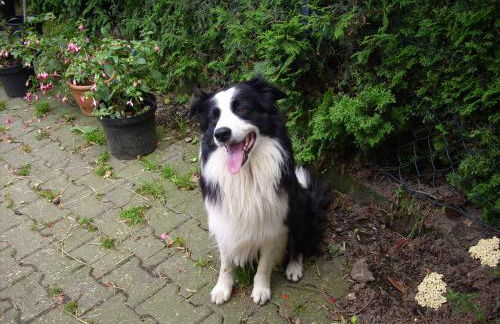 Willekes Blütenhof - Foto 12