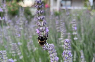 Spindlerhof am Harz - Foto 6