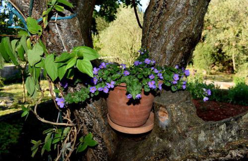 Apartments with parking space Ugljan - 8493 - Foto 11