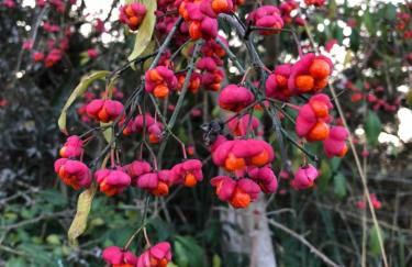 Virolet Barn - Foto 35