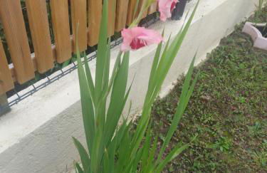 Villa Alex 2 - Foto 24