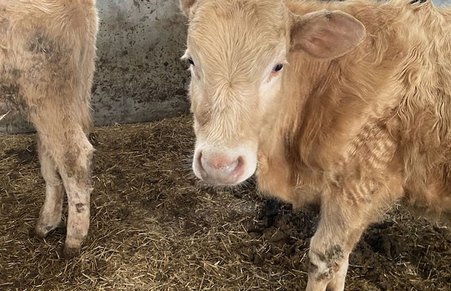 Beautiful 2 Bed Bungalow in Laugharne Situated - Foto 16