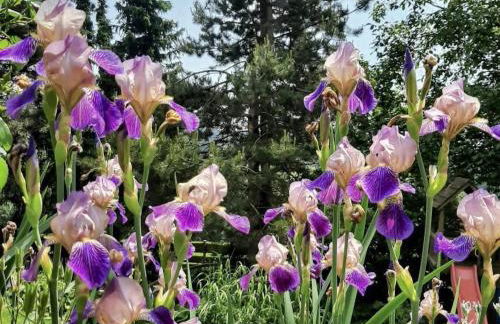 Bernhardsberg - Foto 41