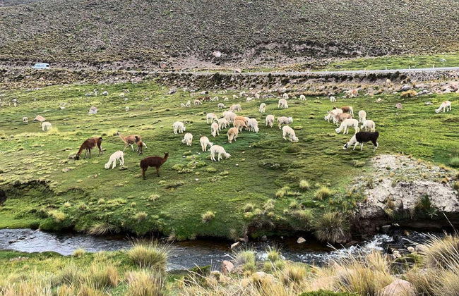 Excursión a la Laguna de Salinas - Foto 1
