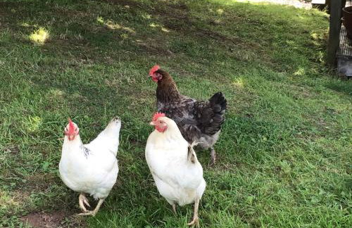 Wren Cottage, Manifold cycle trail,Peak District - Foto 11