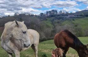 casa rural larre aundi - Foto 41