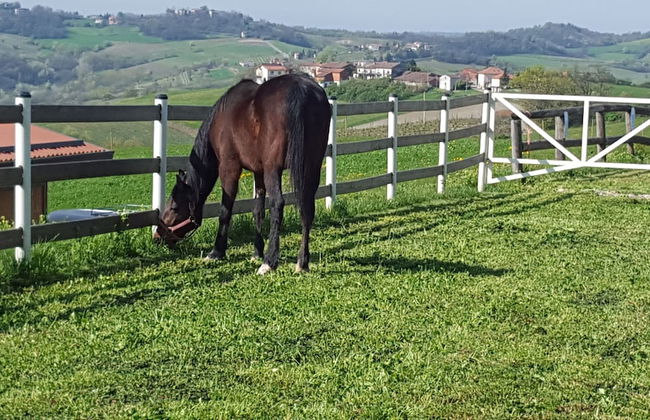 Allevamento B&B - Foto 30