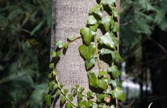 Solar Alegria - Foto 42