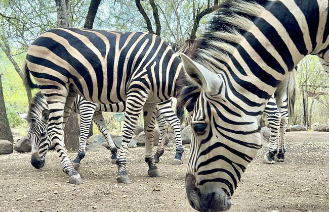 Kruger Kumba - Lahlekile Nathi - Photo 56